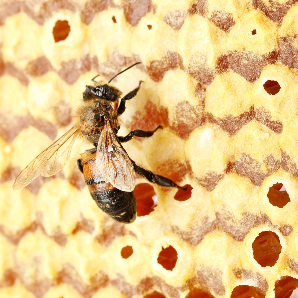 Dotace pro včelaře